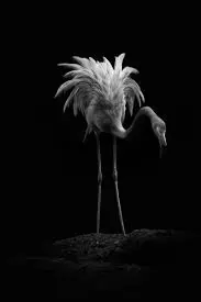 It's a bird with long legs, not a pelican