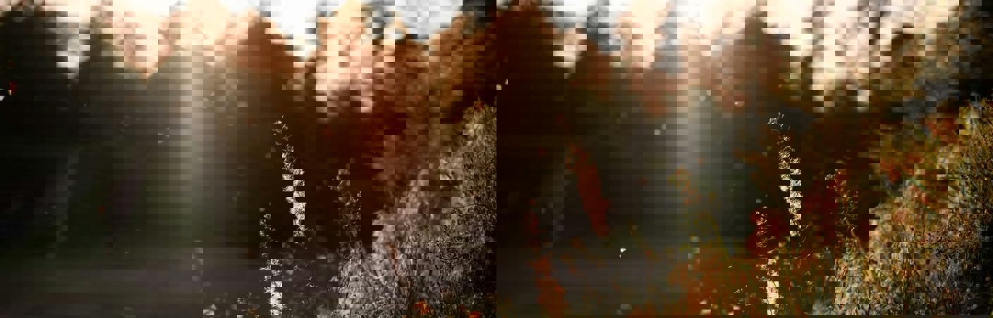 Airborne allergens extend to    an all-year challenge